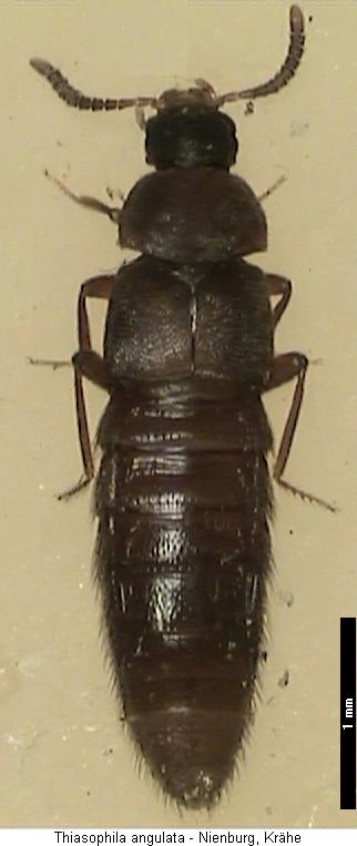 thiasophila_angulata_hab.jpg