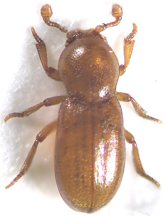 thorictodes_heydeni.jpg