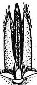 thorictodes_heydeni_genital2.jpg