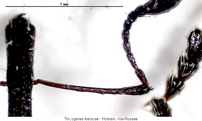 thryogenes_festucae_f.jpg