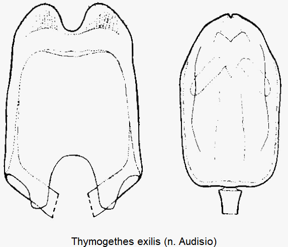 thymogethes_exilis.gif