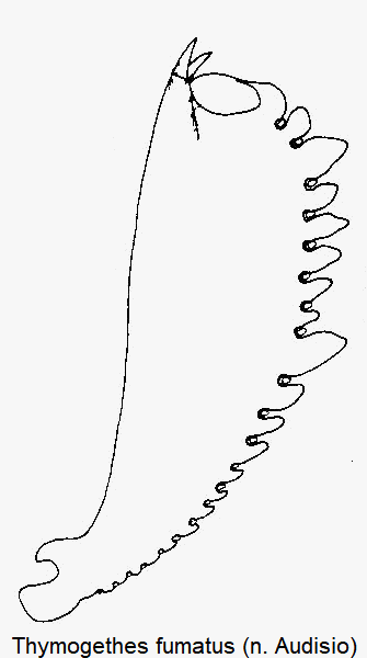 thymogethes_fumatus_vschn.gif