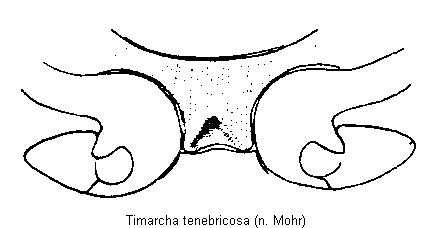 timarcha_tenebricosa_mbr.gif