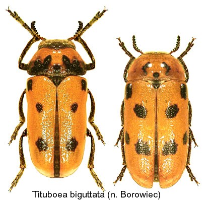 tituboea_biguttata2.jpg