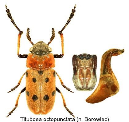 tituboea_octopunctata.jpg