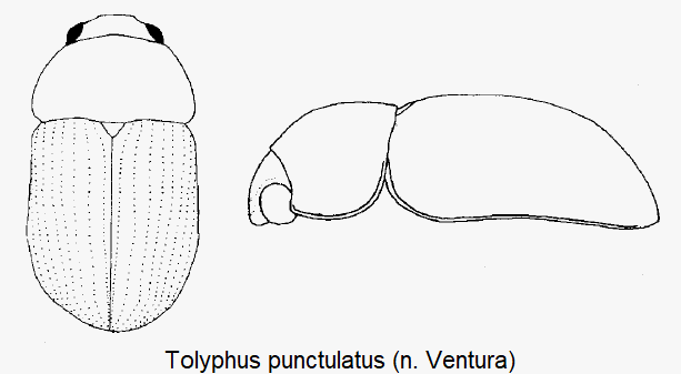 tolyphus_punctulatus_hab.gif