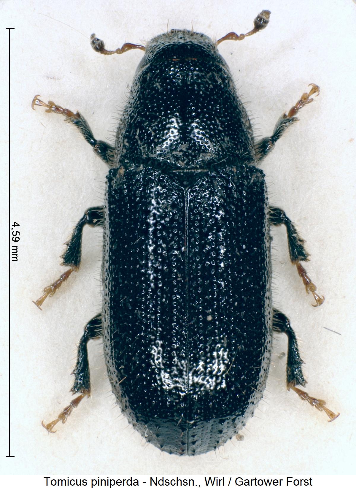 tomicus_piniperda_hab.jpg