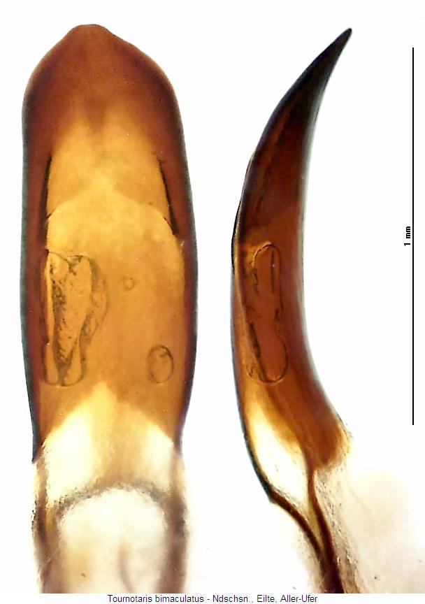 tournotaris_bimaculatus.jpg