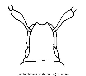 trachyphloeus_scabriculus_k.gif