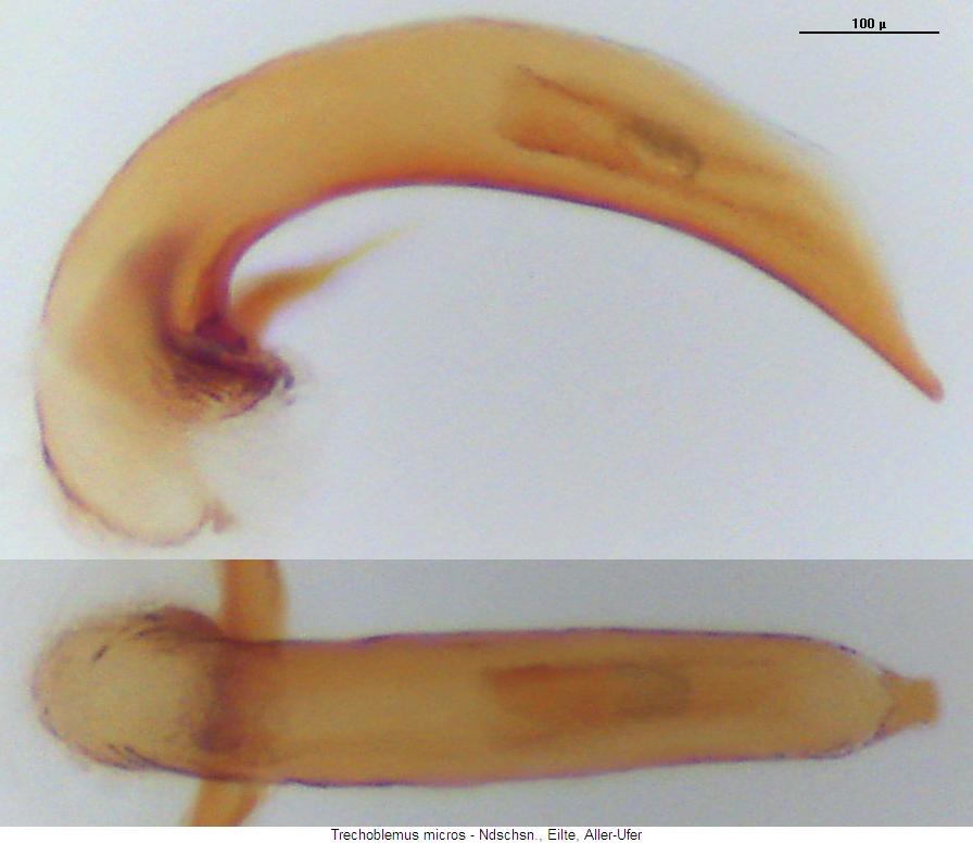 trechoblemus_micros.jpg