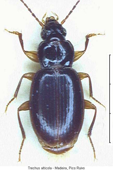 trechus_alticola_hab.jpg