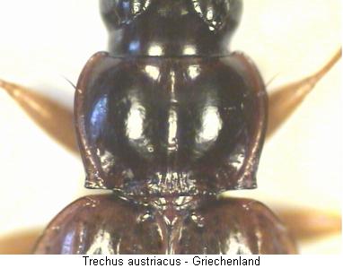 trechus_austriacus_hsch.jpg
