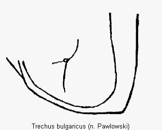 trechus_bulgaricus_fld.gif