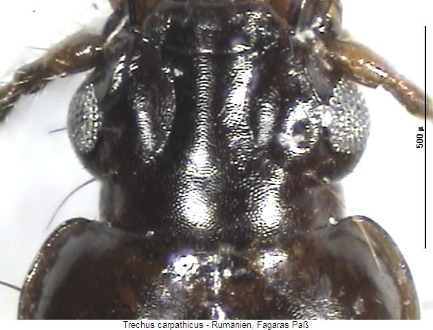 trechus_carpathicus_k.jpg