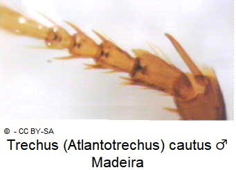 trechus_cautus_m_vtr.jpg