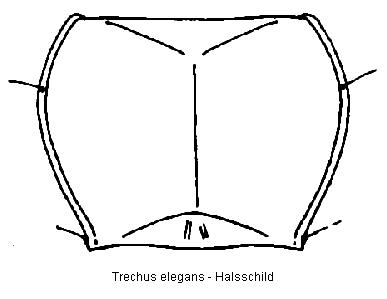 trechus_elegans_hsch.jpg