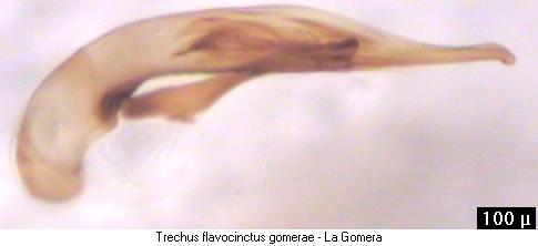 trechus_flavocinctus_gomerae.jpg