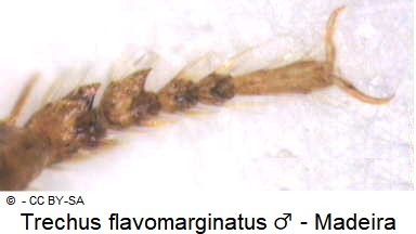 trechus_flavomarginatus_m_vtr.jpg