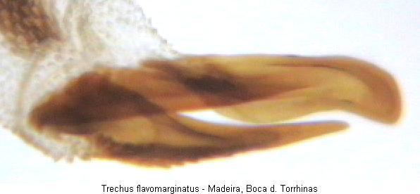 trechus_flavomarginatus_pc.jpg