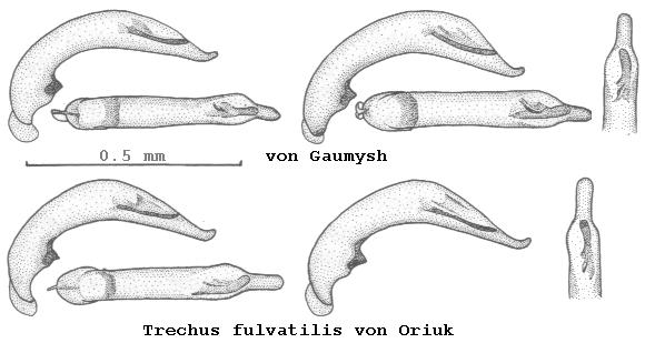 trechus_fulvatilis.jpg