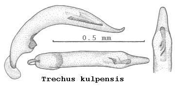 trechus_kulpensis.jpg