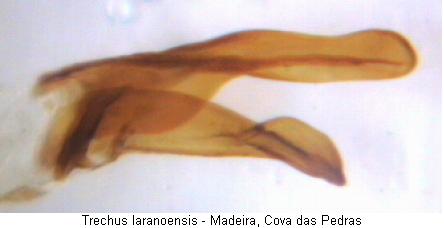 trechus_laranoensis_pc.jpg