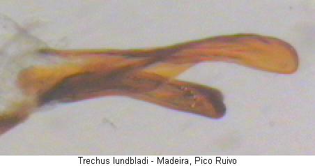 trechus_lundbladi_pc.jpg