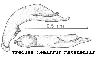 trechus_matshensis.jpg