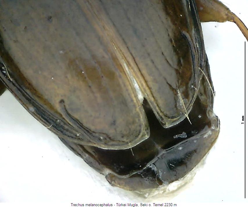 trechus_melanocephalus_fld.jpg