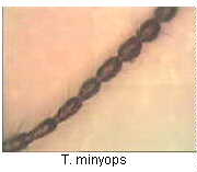 trechus_minyops_flr.jpg