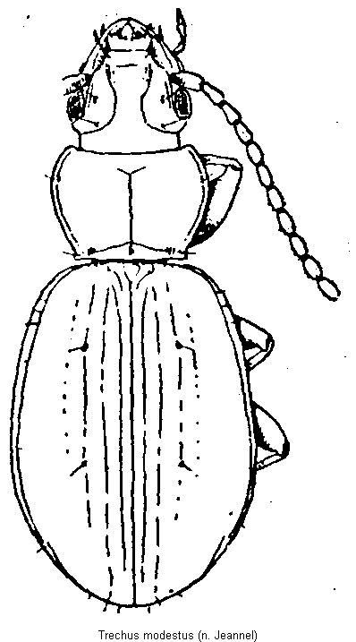 trechus_modestus_hab.gif