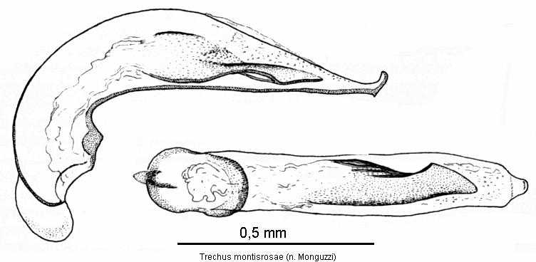 trechus_montisrosae_aed.jpg