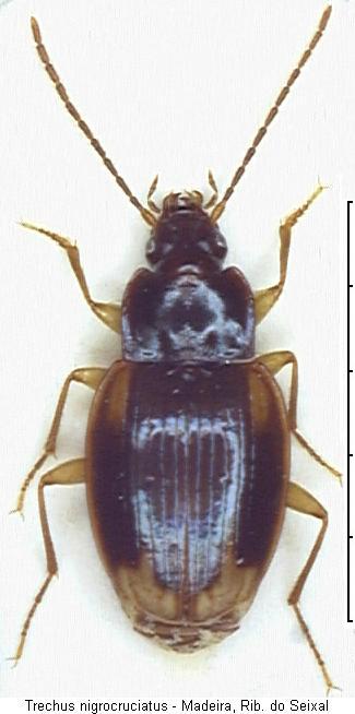 trechus_nigrocruciatus_hab.jpg