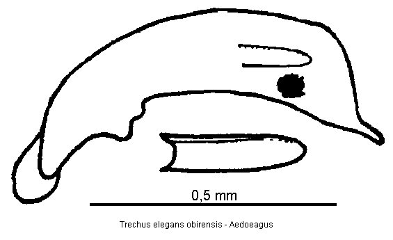 trechus_obirensis.gif