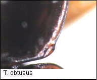 trechus_obtusus_hsch.jpg