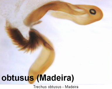 trechus_obtusus_pcm.jpg