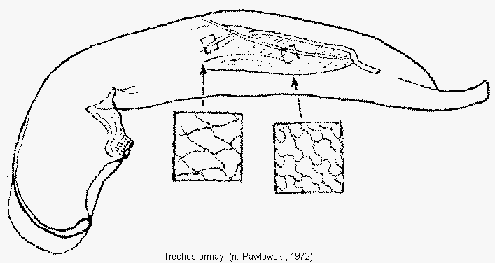 trechus_ormayi.gif