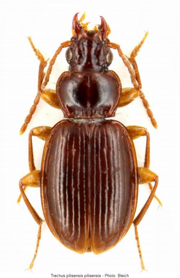 trechus_pilisensis_hab2.jpg