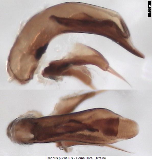 trechus_plicatulus.jpg