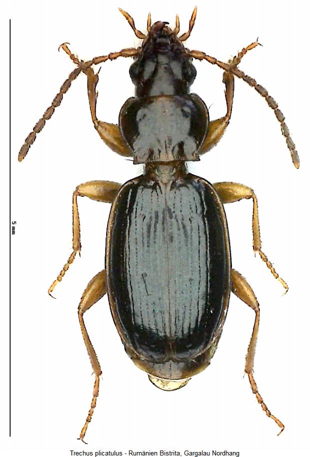 trechus_plicatulus_hab.jpg