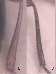trechus_pseudopiceus_hschn.jpg