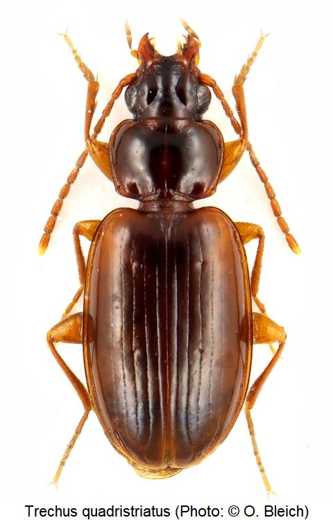 trechus_quadristriatus_hab1.jpg