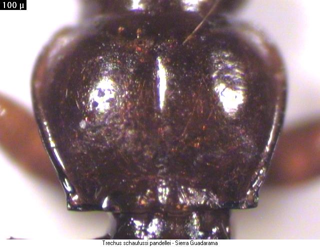 trechus_schaufussi_pandellei_hsch.jpg