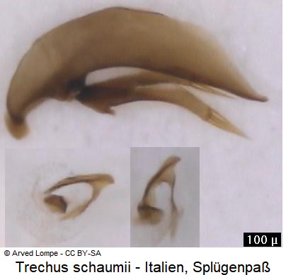 trechus_schaumi3.jpg