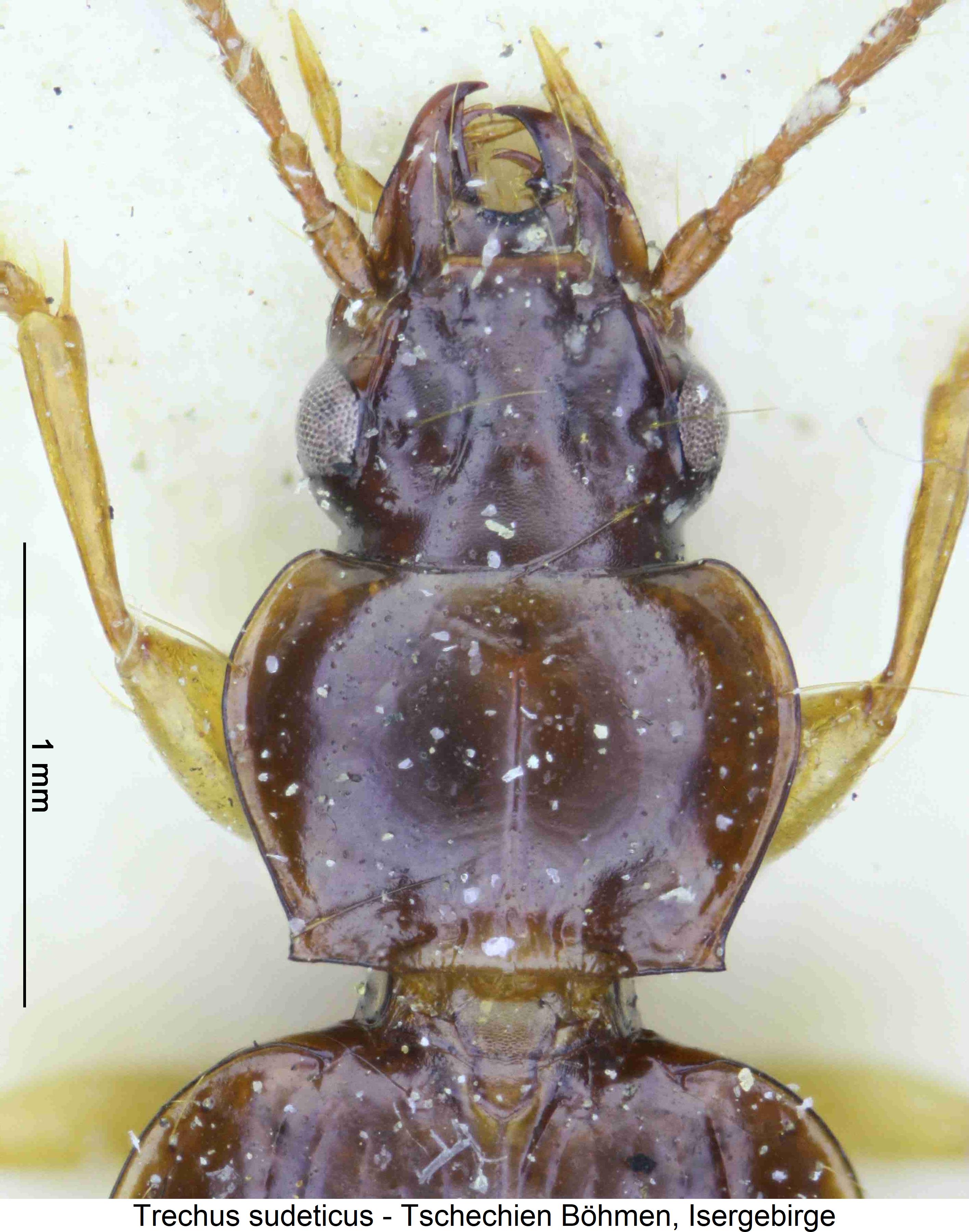 trechus_sudeticus_vk.jpg