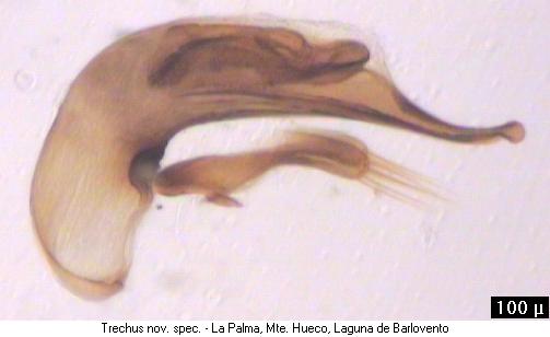 trechus_sylviae.jpg