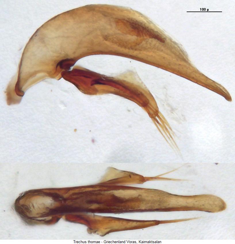 trechus_thomae.jpg