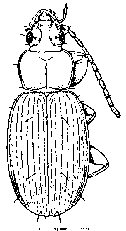 trechus_tingitanus_hab.gif