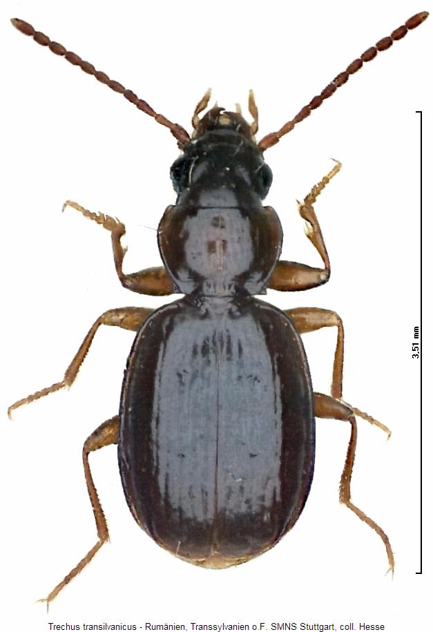 trechus_transilvanicus_hab.jpg