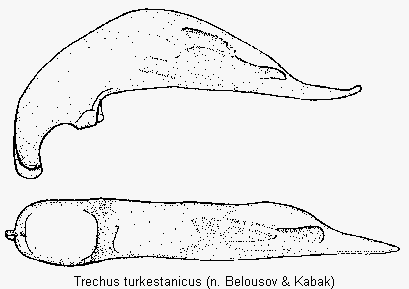 trechus_turkestanicus.gif